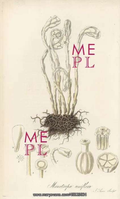 : Drooping single-flowered bird's nest, Monotropa uniflora : Drooping single-flowered bird's nest, Monotropa uniflora
