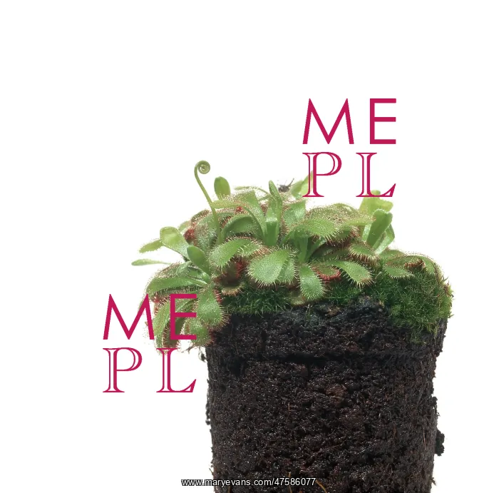 : Drosera. Sundew. A carniviorous bog plant which collects insects by secreting : Drosera. Sundew. A carniviorous bog plant which collects insects by secreting