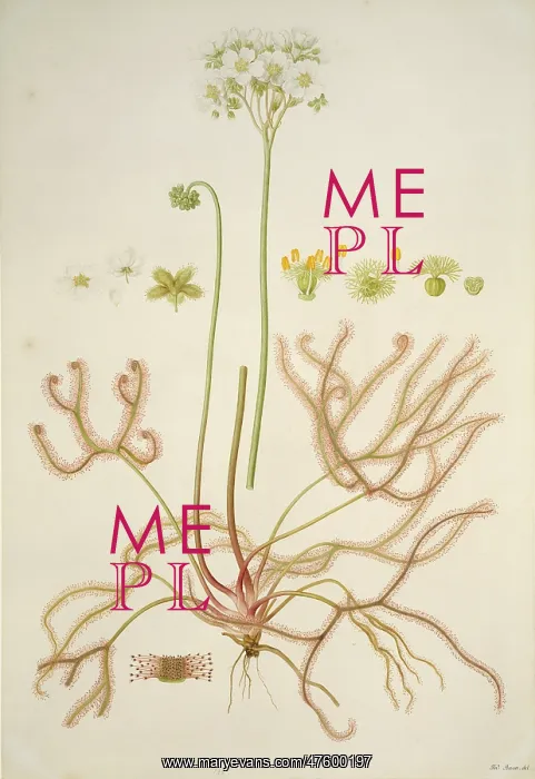 : Drosera binata, forked sundew : Drosera binata, forked sundew