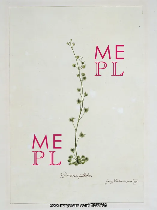 : Drosera peltata, sundew : Drosera peltata, sundew