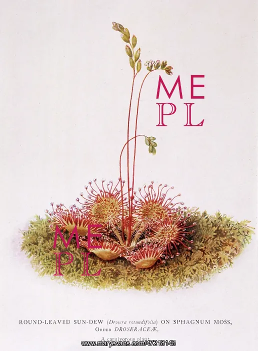  : DROSERA ROTUNDIFOLIA