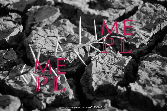 : Drought - a branch of thorns on the cracked, parched earth : Drought - a branch of thorns on the cracked, parched earth