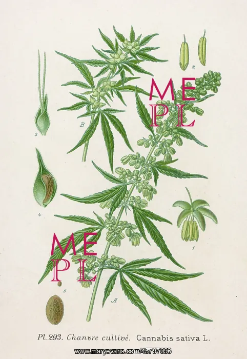 : DRUGS / MARIJUANA : DRUGS / MARIJUANA