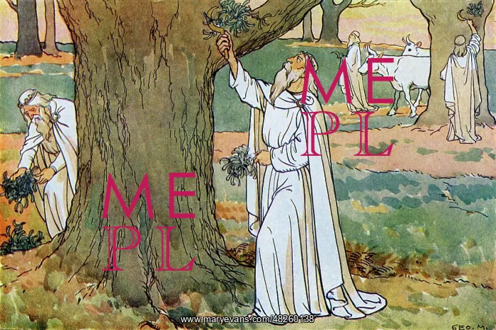 : Druids (ancient Priests) collect mistletoe : Druids (ancient Priests) collect mistletoe