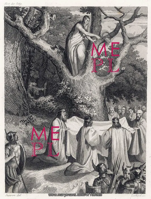  : Druids cut the sacred mistletoe