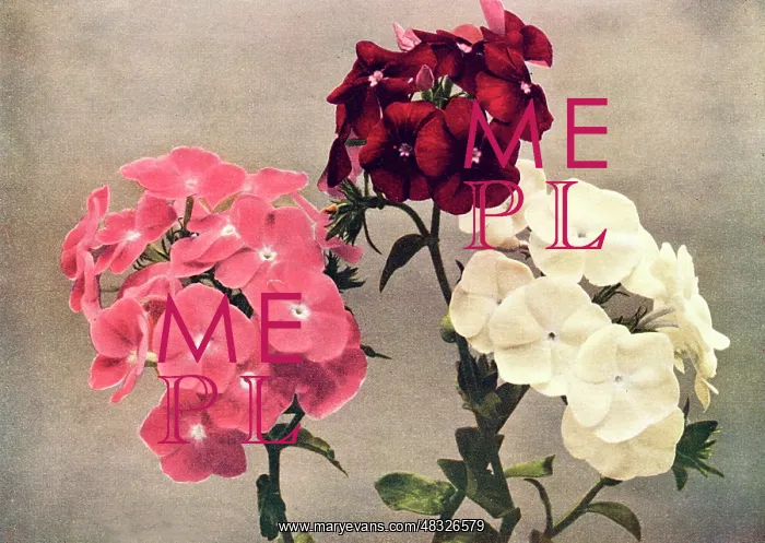 : Drummond?s Phlox : Drummond?s Phlox