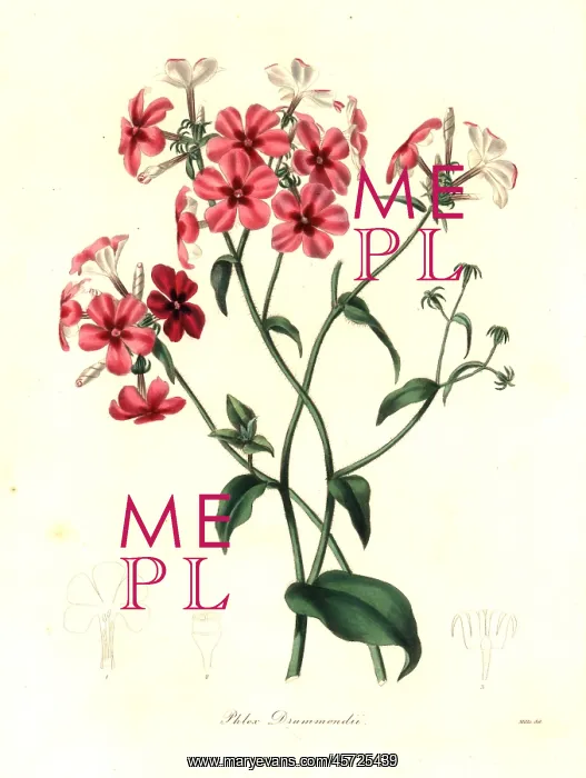 : Drummond's phlox, Phlox drummondii : Drummond's phlox, Phlox drummondii