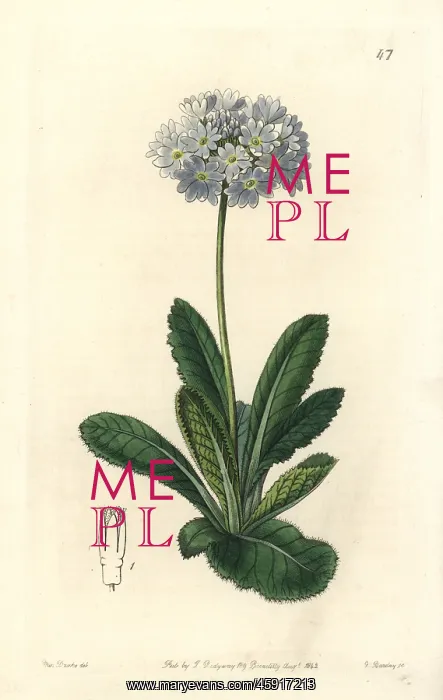 : Drumstick primrose, Primula denticulata : Drumstick primrose, Primula denticulata