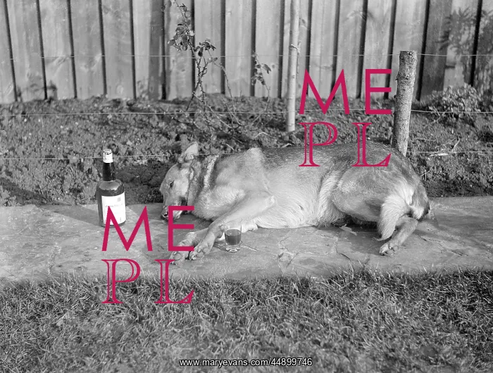: A drunk dog : A drunk dog