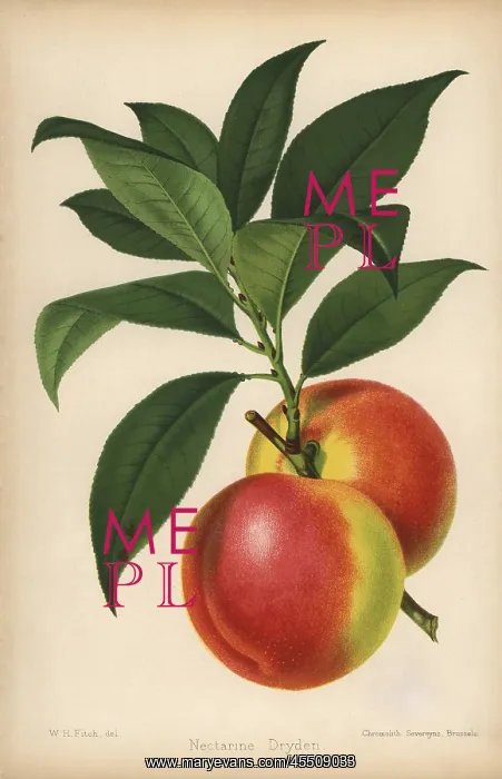 : Dryden nectarine, Prunus persica : Dryden nectarine, Prunus persica