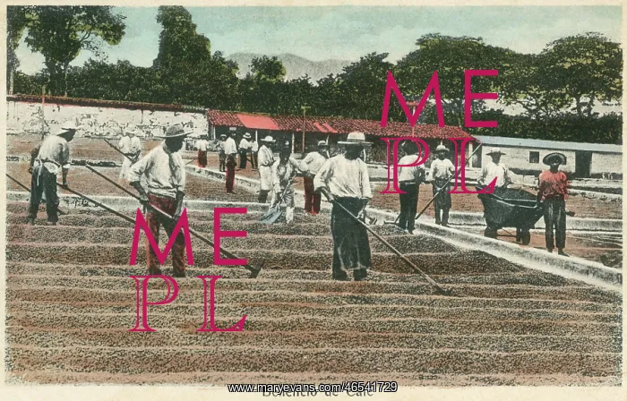  : Drying coffee beans in the sun - Costa Rica