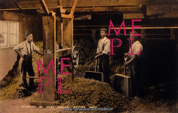  : DRYING HOPS 1906