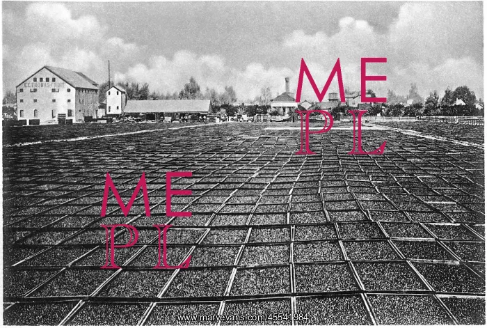 : Drying prunes in California, 1903 : Drying prunes in California, 1903