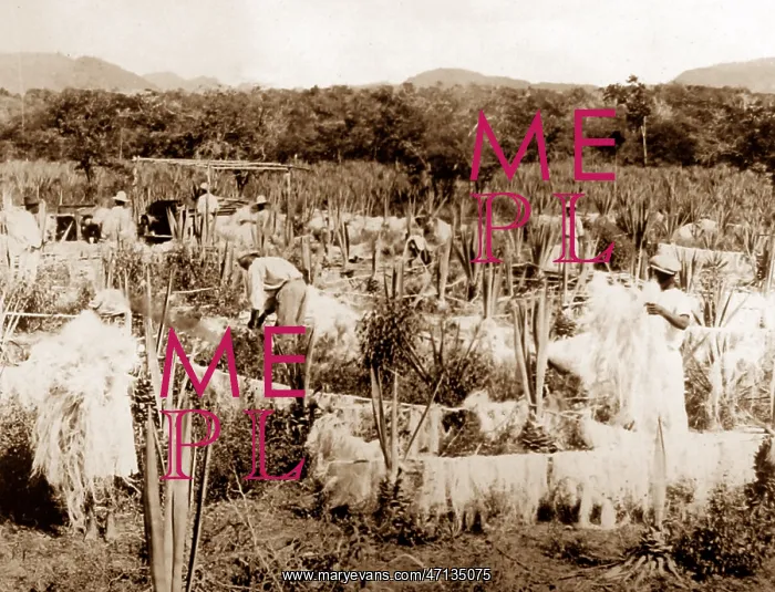  : Drying sisal, Jamaica