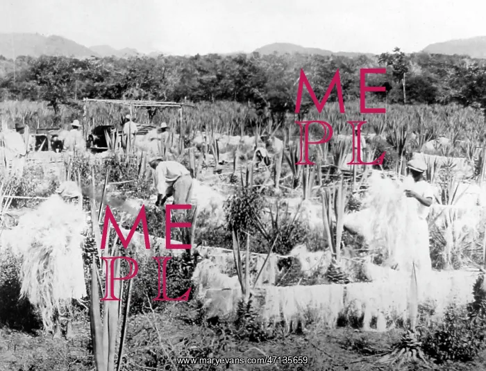  : Drying sisal Jamaica early 1900s