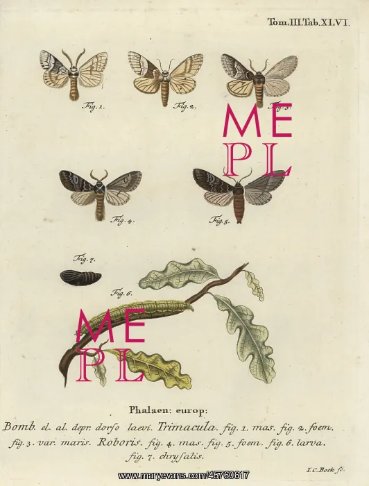 : Drymonia dodonaea moth : Drymonia dodonaea moth