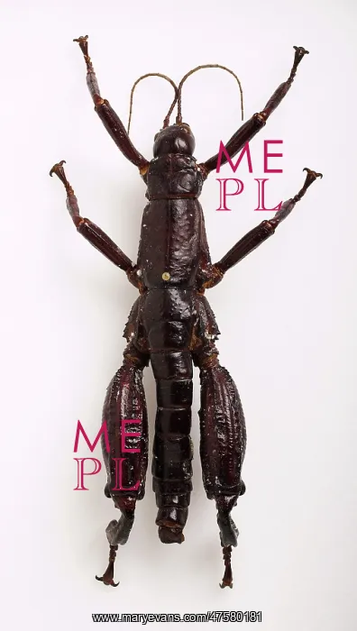 : Dryococelus australis, Lord Howe stick insect : Dryococelus australis, Lord Howe stick insect