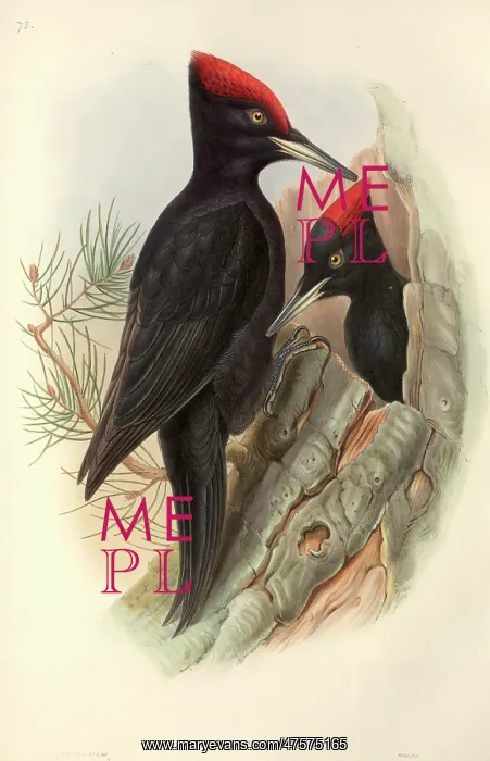 : Dryocopus martius, black woodpecker : Dryocopus martius, black woodpecker
