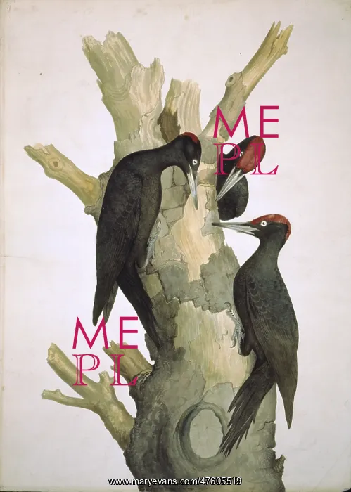 : Dryocopus martius, black woodpecker : Dryocopus martius, black woodpecker