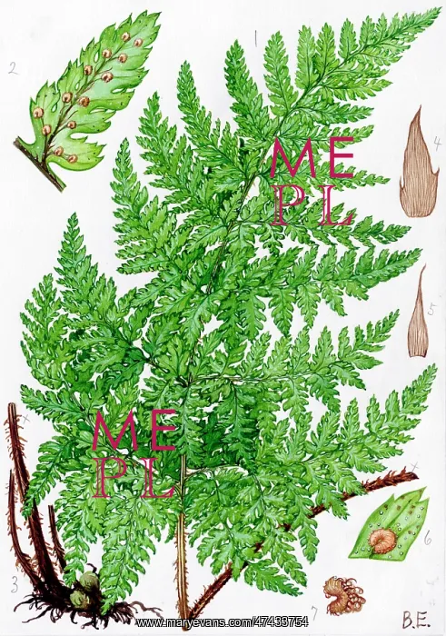 : Dryopteris aemula : Dryopteris aemula