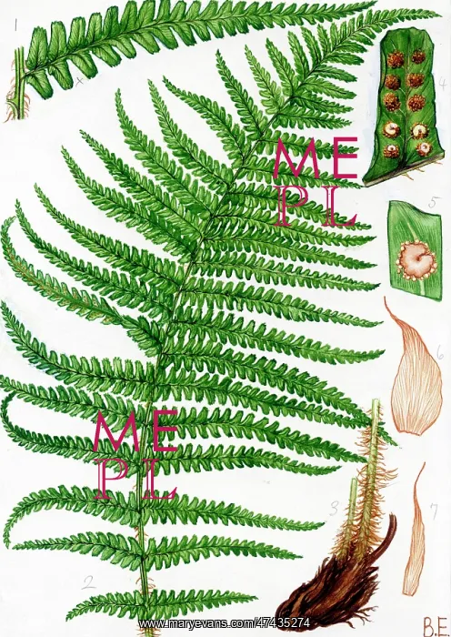  : Dryopteris borreri
