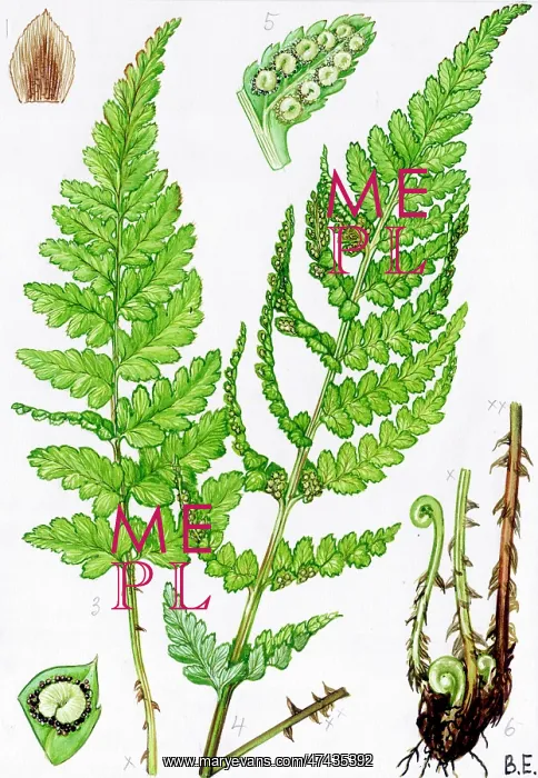  : Dryopteris cristata