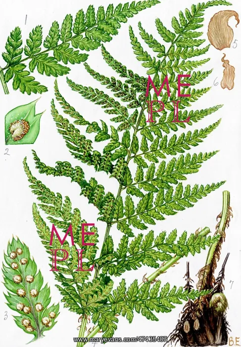 : Dryopteris lanceolata cristata : Dryopteris lanceolata cristata