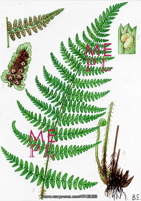  : Dryopteris villarsii