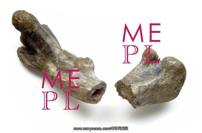 : Dryosaurus hollow bone structure : Dryosaurus hollow bone structure