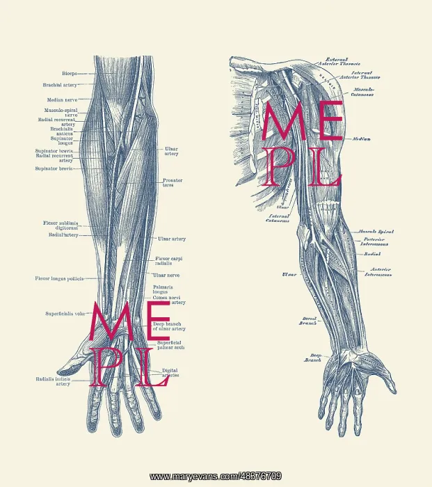: Dual-view diagram of the human arm and hand, showing : Dual-view diagram of the human arm and hand, showing