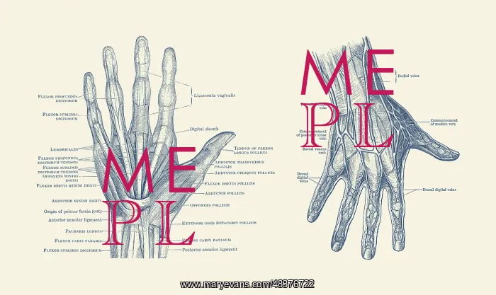 : Dual-view diagram of the human hand, showcasing : Dual-view diagram of the human hand, showcasing