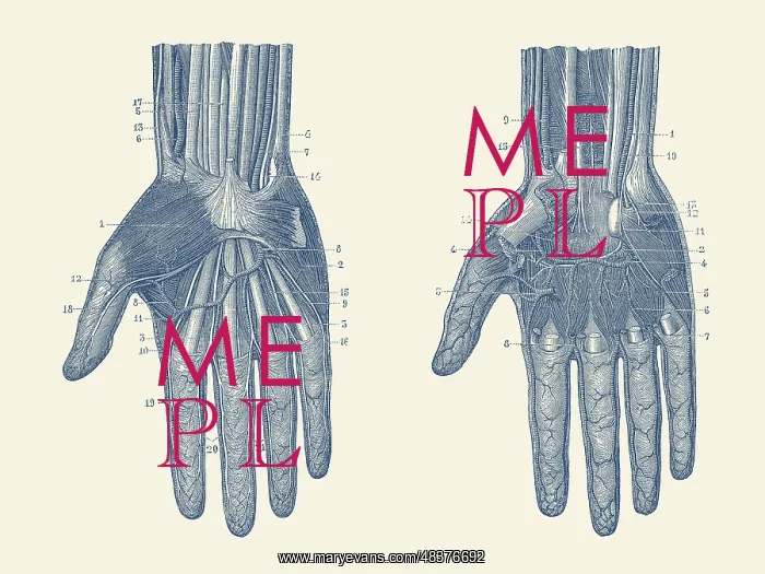 : Dual view of the human hand, showcasing the muscles : Dual view of the human hand, showcasing the muscles