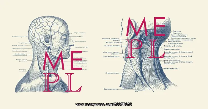 : Dual view of the human head and neck, showcasing : Dual view of the human head and neck, showcasing