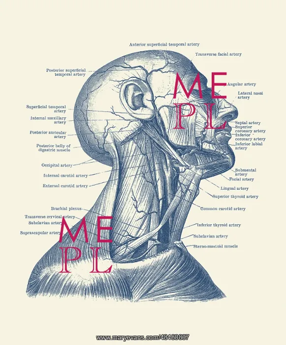 : Dual view of the human head and neck, showcasing : Dual view of the human head and neck, showcasing