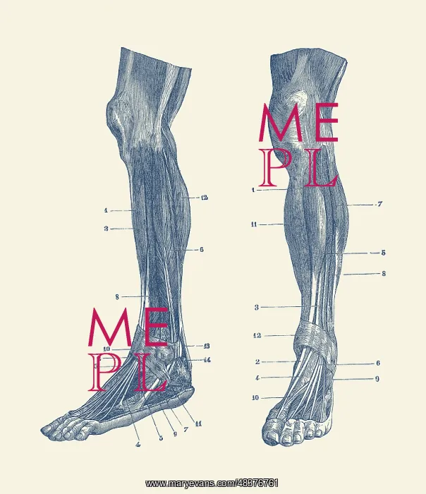 : A dual view of the muscles and tendons in a human leg : A dual view of the muscles and tendons in a human leg