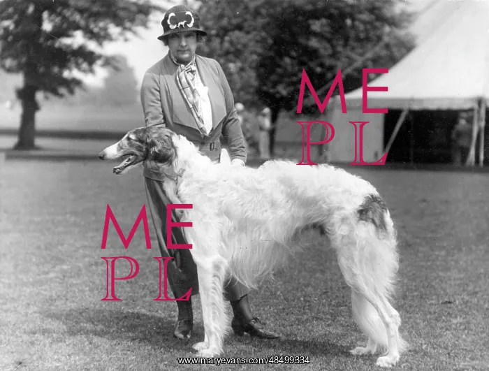  : DUCH NEWCASTLE BORZOI