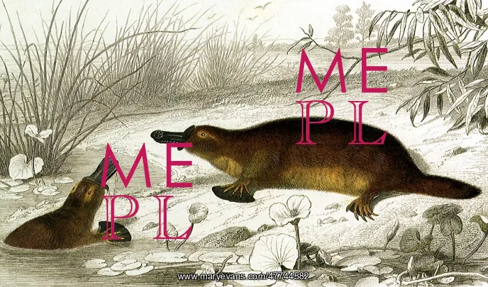 : Duck-Billed Platypus : Duck-Billed Platypus