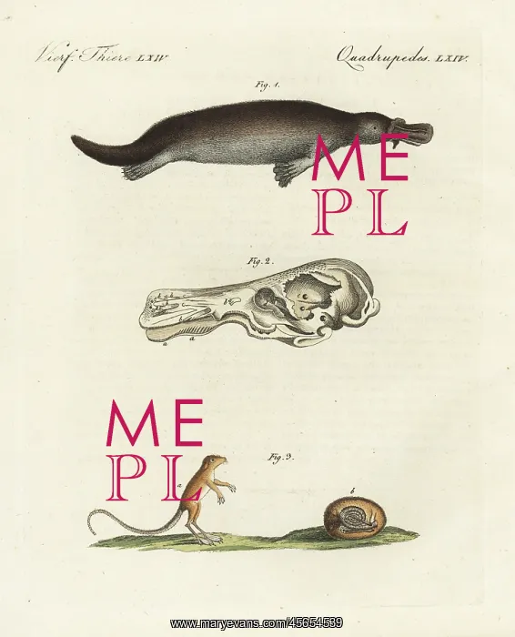 : Duck-billed platypus and meadow jumping mouse : Duck-billed platypus and meadow jumping mouse