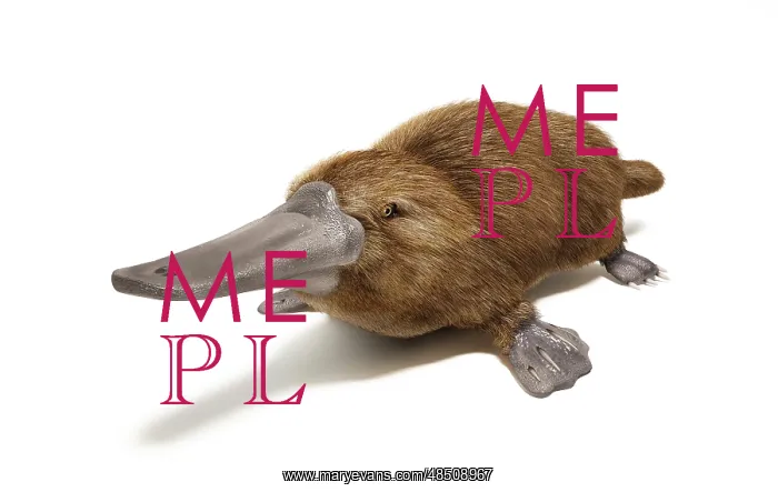 : Duck-billed platypus on white background : Duck-billed platypus on white background