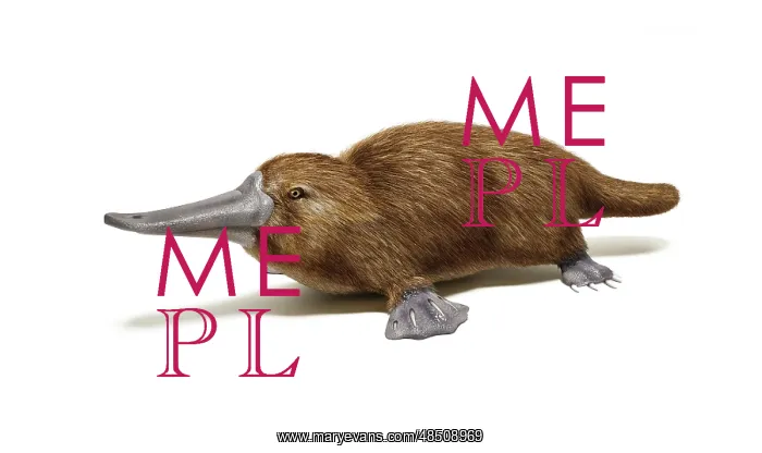 : Duck-billed platypus on white background : Duck-billed platypus on white background
