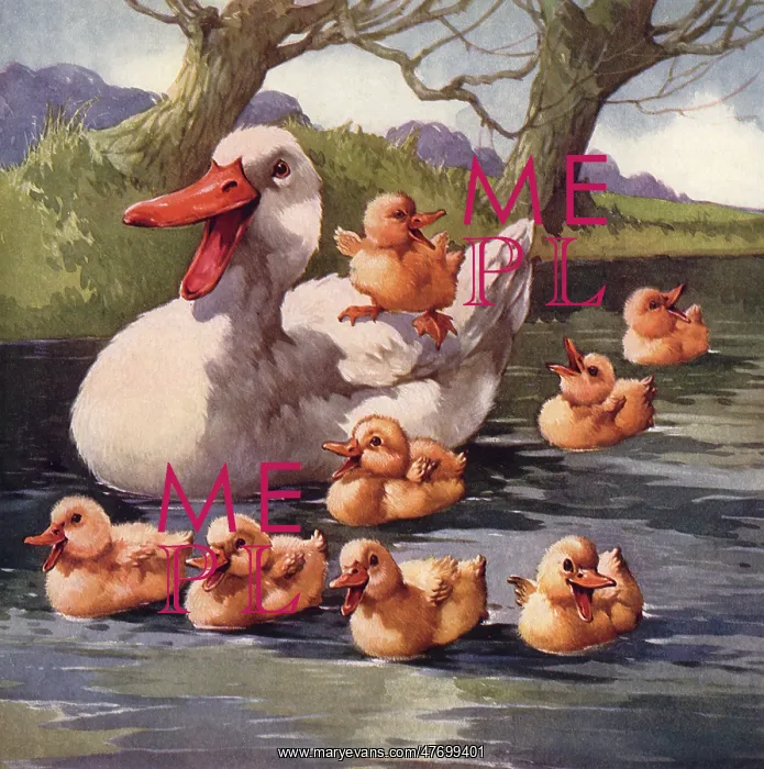  : Duck and Chicks
