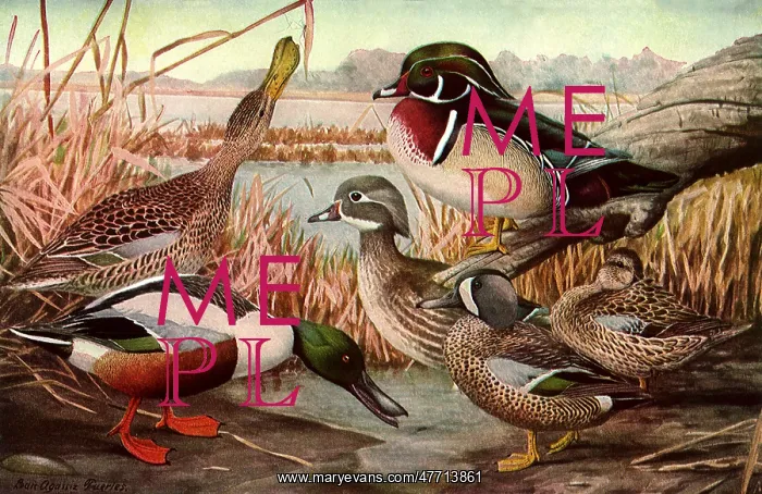  : Duck Conference