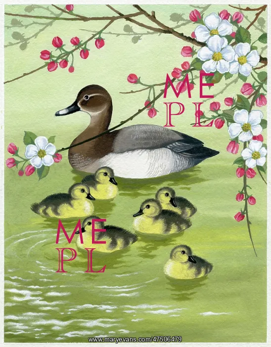 : Duck with six ducklings : Duck with six ducklings