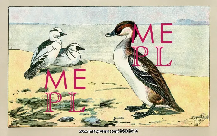  : Duck and two ducklings