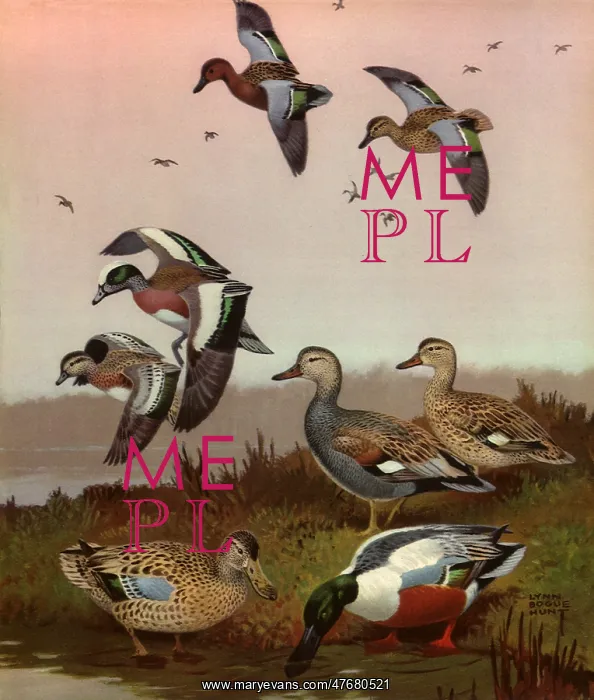  : Duck in Flight and Ground