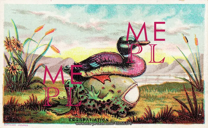 : Duck, frog and egg on a comic card : Duck, frog and egg on a comic card