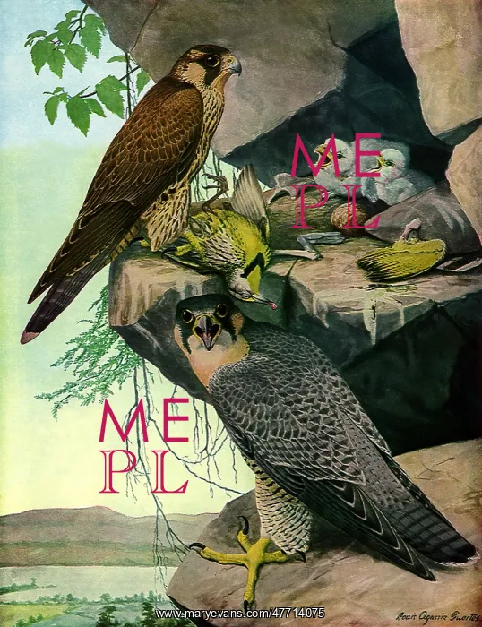  : Duck Hawks and Young