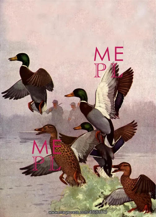 : Duck Hunters : Duck Hunters