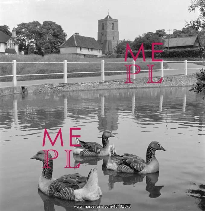 : Duck Pond. Geese on a pond in Sandon with Old Sextons : Duck Pond. Geese on a pond in Sandon with Old Sextons