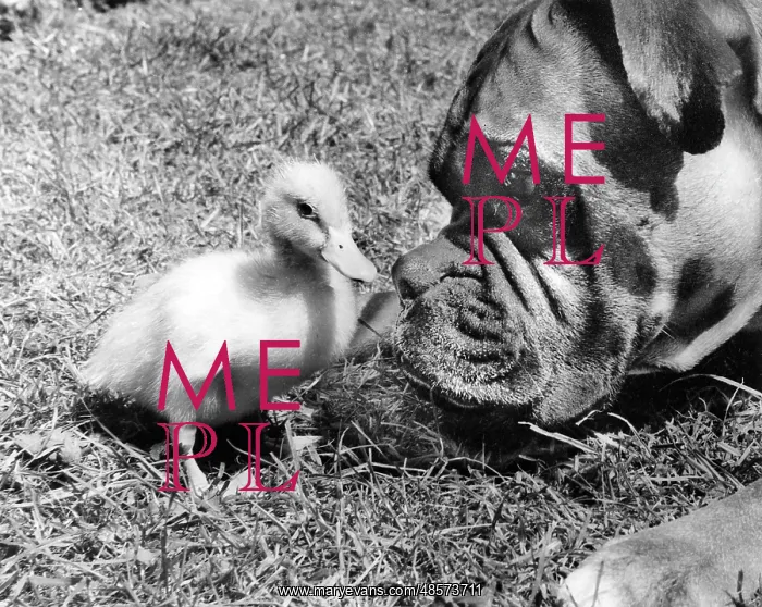  : Duckling and Boxer dog